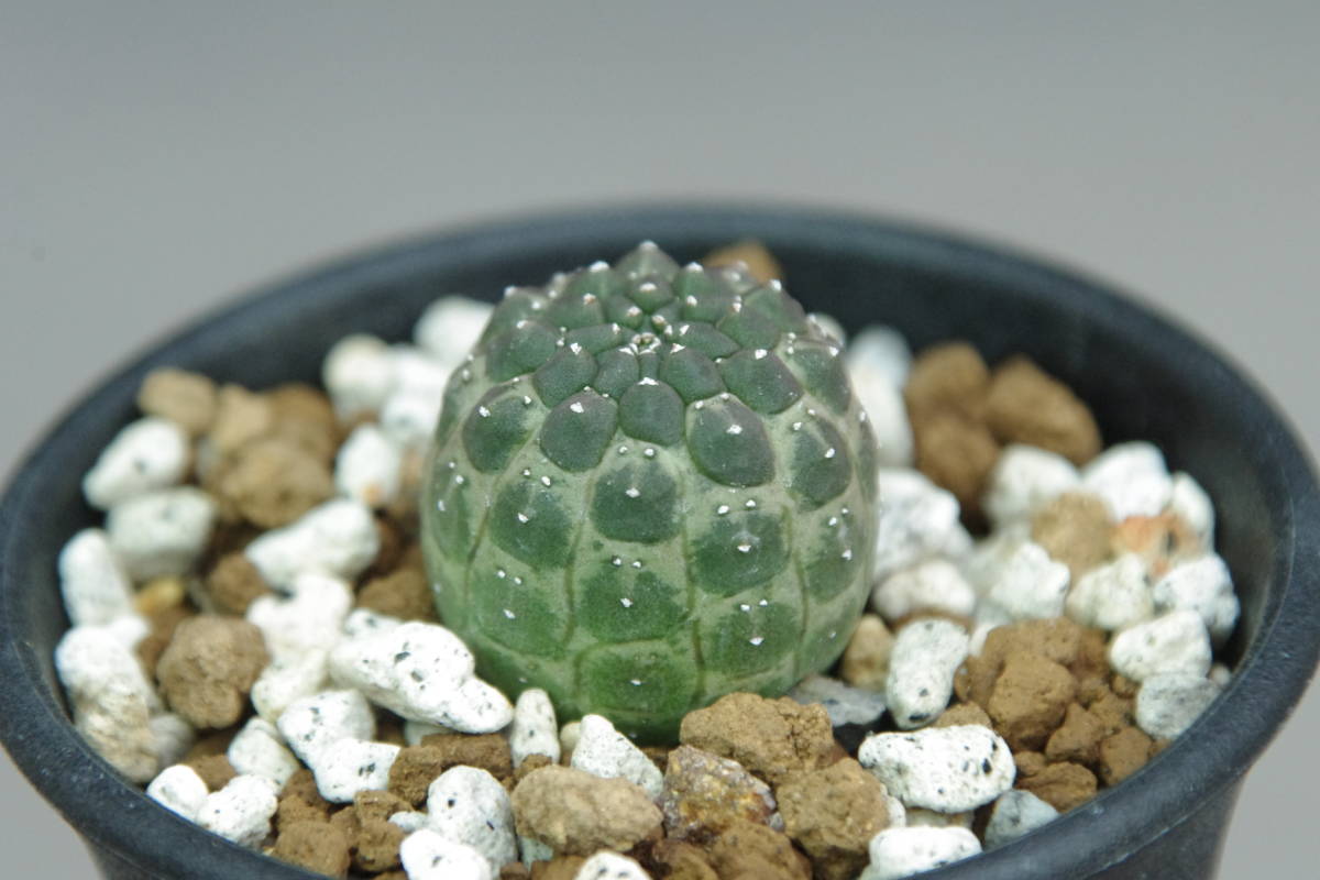 ユーフォルビア gymnocalycioides Euphorbia ギムノ レア種 ギムノ