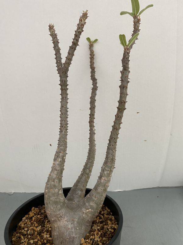 パキポディウム マカイエンセ 良型 多頭 塊根植物 コーデックス 鉢のまま発送 直売限定 ホ373 【場所空けセール・塊根植物】パキポディウム