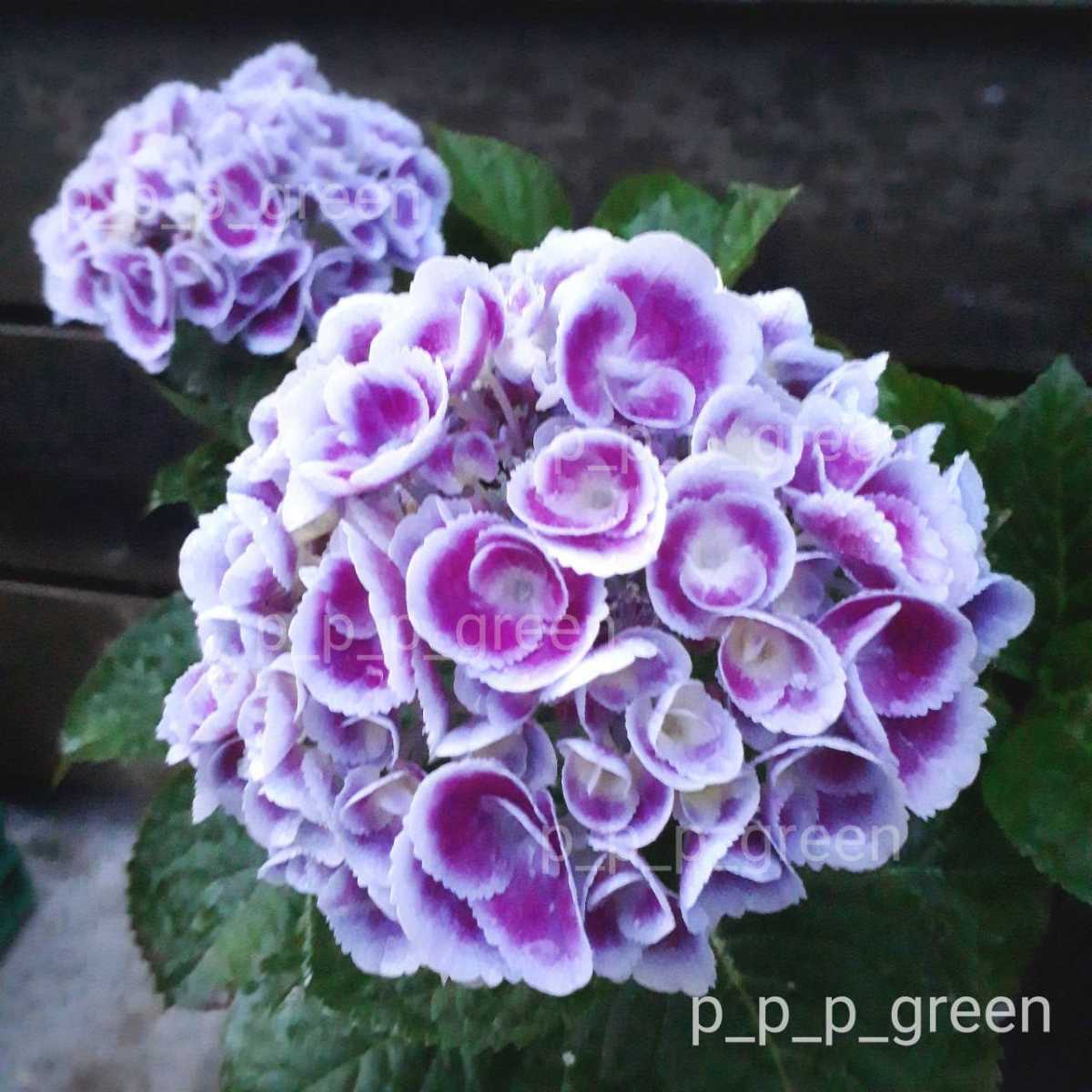 クリックポスト発送 挿し穂 紫陽花 3節4本 希少☆アジサイ挿し穂3種3本セット☆くるくる☆寿☆ルーリー