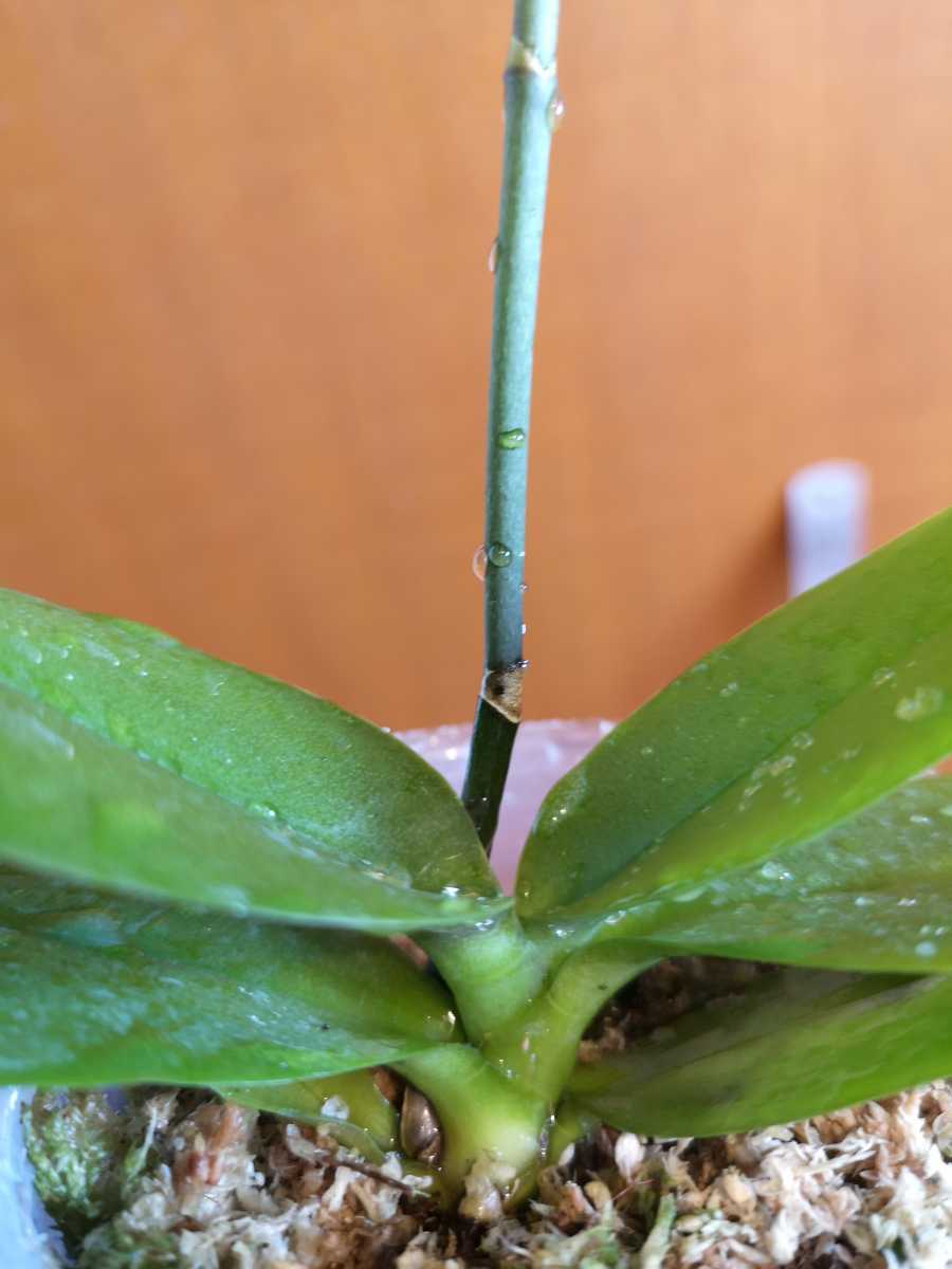 第四種 洋蘭 ミニ胡蝶蘭 Phal Chi Yueh Sun Prince 胡蝶蘭 チーユエ サンプリンス ラン 売買されたオークション情報 Yahooの商品情報をアーカイブ公開 オークファン Aucfan Com