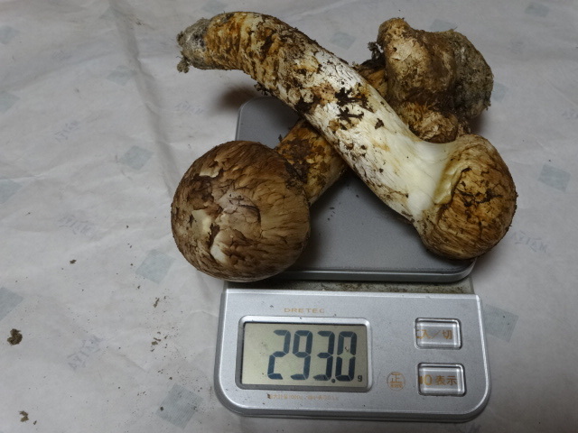 岩手県上閉伊郡大槌産 10月13日採取 松茸 3本 計293g No，3（13）