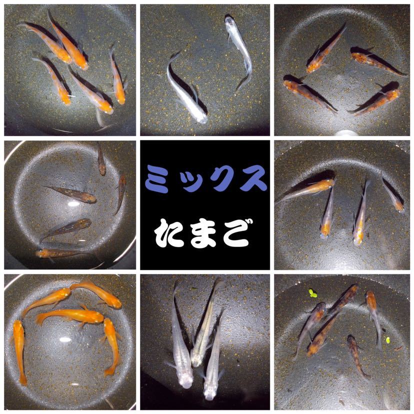 メダカたまご(三色体外光・三色透明鱗・三色非透明鱗・ヒレ長幹之・東天光・紅白透明鱗・百式・鳳凰・黒鱗・夜桜・三色ラメ・琥珀ラメ)_1