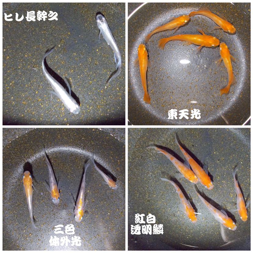 メダカたまご(三色体外光・三色透明鱗・三色非透明鱗・ヒレ長幹之・東天光・紅白透明鱗・百式・鳳凰・黒鱗・夜桜・三色ラメ・琥珀ラメ)_2