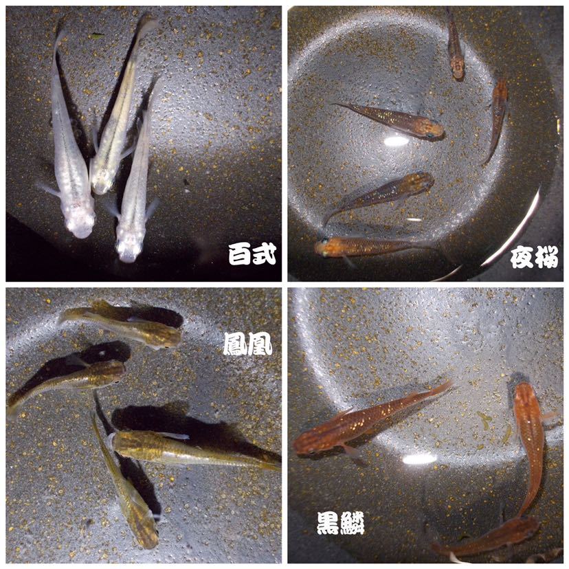 メダカたまご(三色体外光・三色透明鱗・三色非透明鱗・ヒレ長幹之・東天光・紅白透明鱗・百式・鳳凰・黒鱗・夜桜・三色ラメ・琥珀ラメ)_3