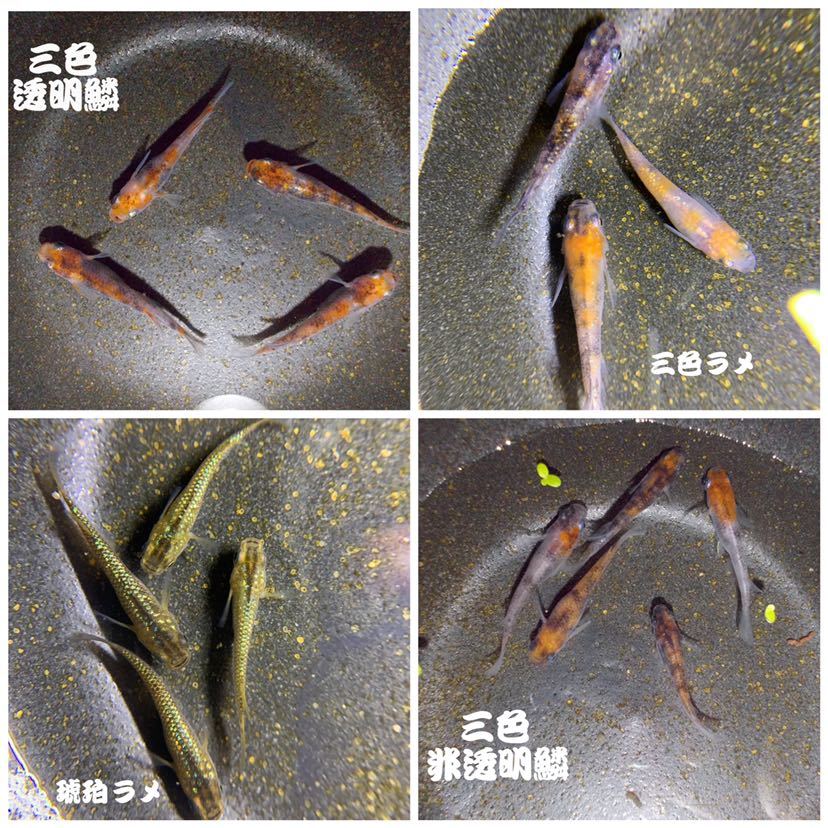 メダカたまご(三色体外光・三色透明鱗・三色非透明鱗・ヒレ長幹之・東天光・紅白透明鱗・百式・鳳凰・黒鱗・夜桜・三色ラメ・琥珀ラメ)_4