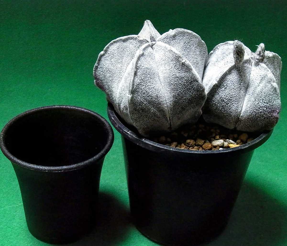 サボテン - (観葉植物) 「白ランポー」サボテン 実生 Yahoo 