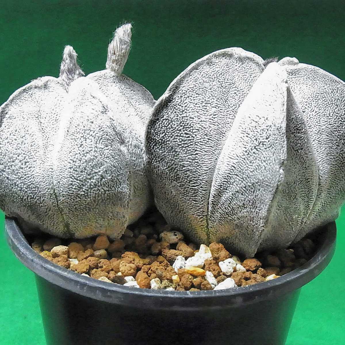 サボテン - (観葉植物) 「白ランポー」サボテン 実生 Yahoo 