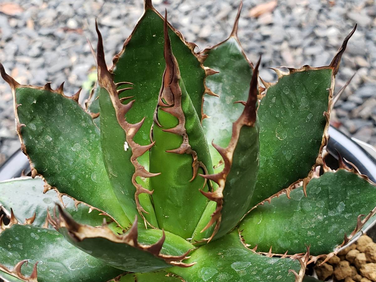 アガベ☆ホリダ ギルベイ☆多肉植物☆