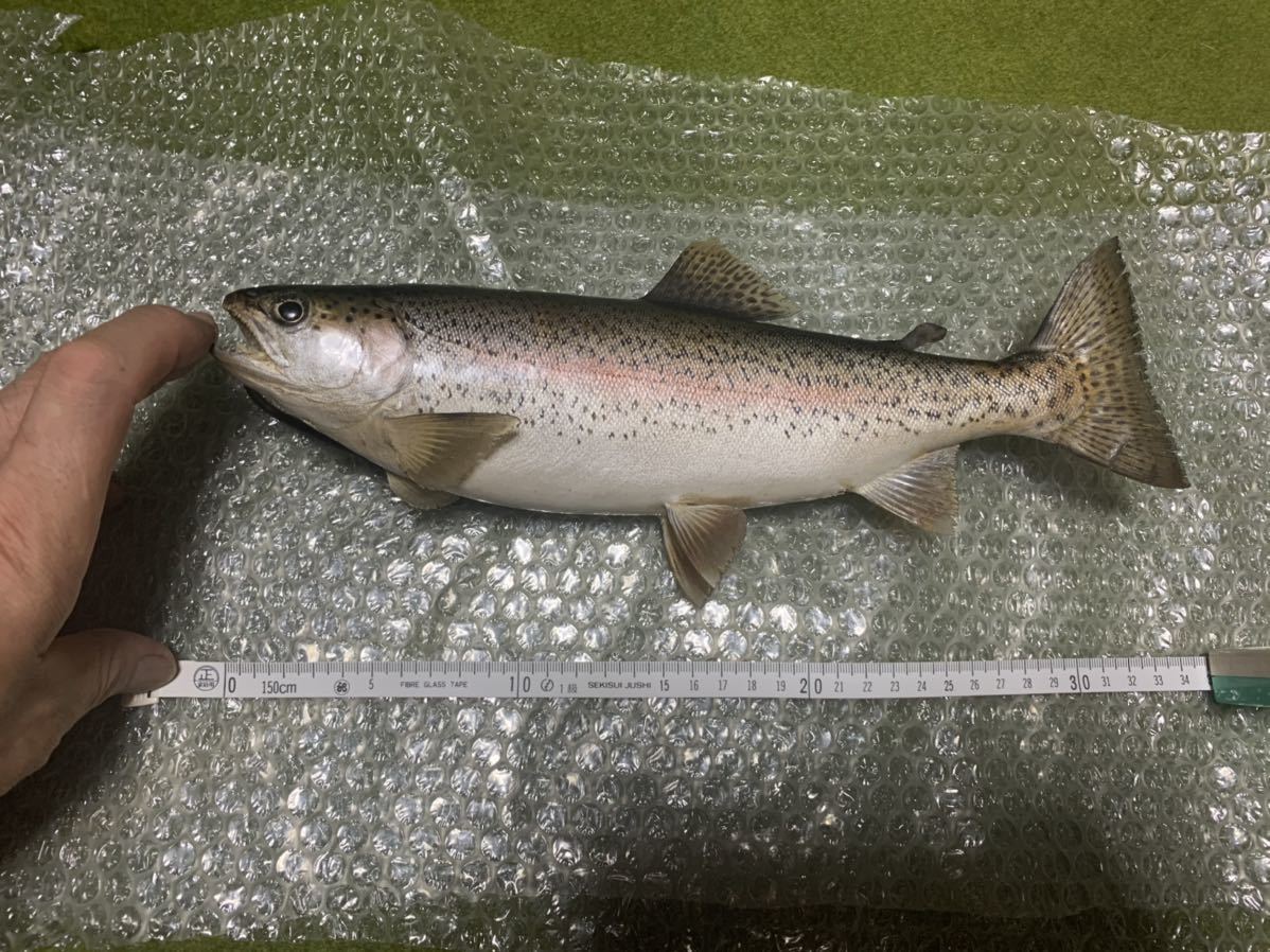超リアル巨大ニジマス剥製アンティーク魚皮レインボートラウト 剥製 - | 大型サクラマスエキスパート編 北海道ワイルドレインボー48センチ 魚類剥製 メルカリ レインボートラウト剥製｜Yahoo!フリマ（旧PayPayフリマ） TROUT 魚類剥製エフクラフト -剥製(フィッシング)の中古品・新品 2026年最新Yahoo 虹鱒剥製(^^) Hoozuki's 剥製用
