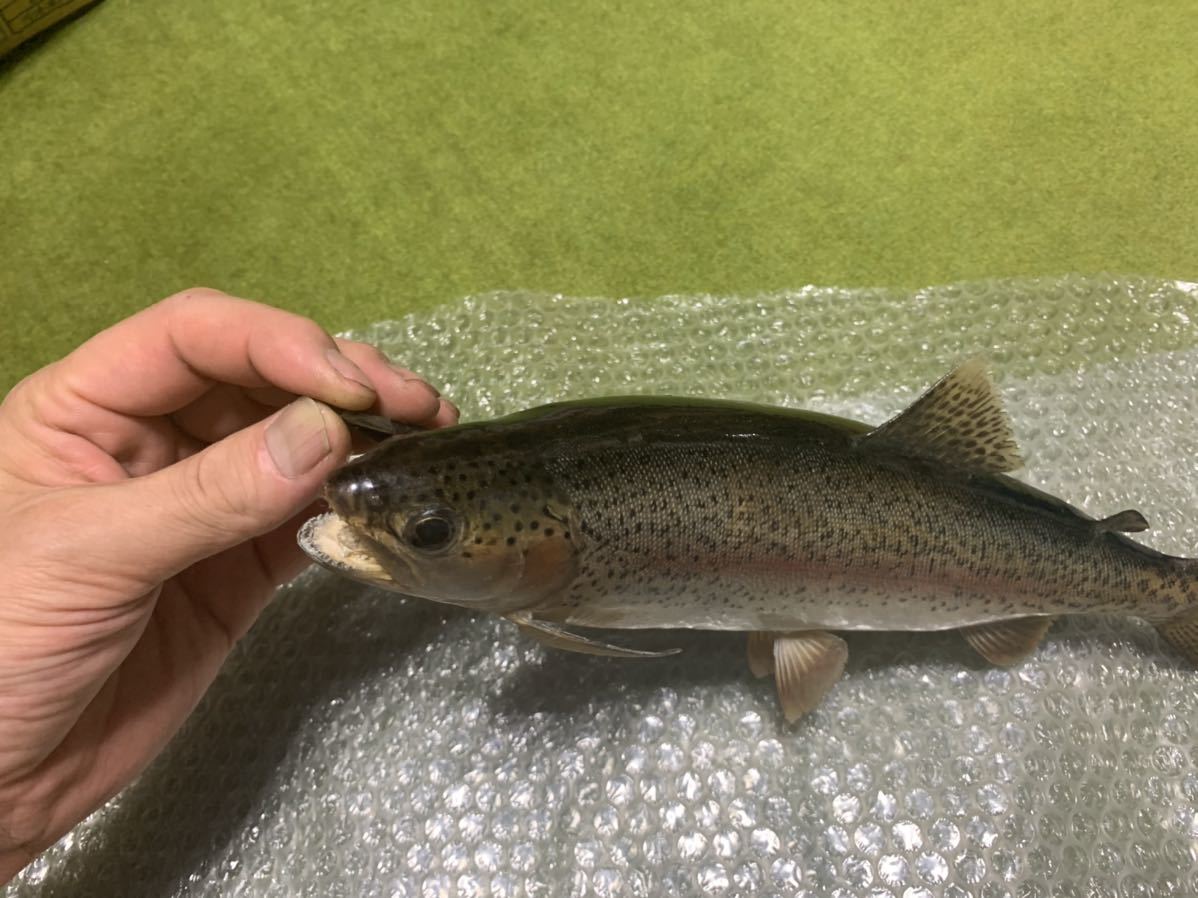 超リアル巨大ニジマス剥製アンティーク魚皮レインボートラウト 剥製 - | 大型サクラマスエキスパート編 北海道ワイルドレインボー48センチ 魚類剥製 メルカリ レインボートラウト剥製｜Yahoo!フリマ（旧PayPayフリマ） TROUT 魚類剥製エフクラフト -剥製(フィッシング)の中古品・新品 2026年最新Yahoo 虹鱒剥製(^^) Hoozuki's 剥製用