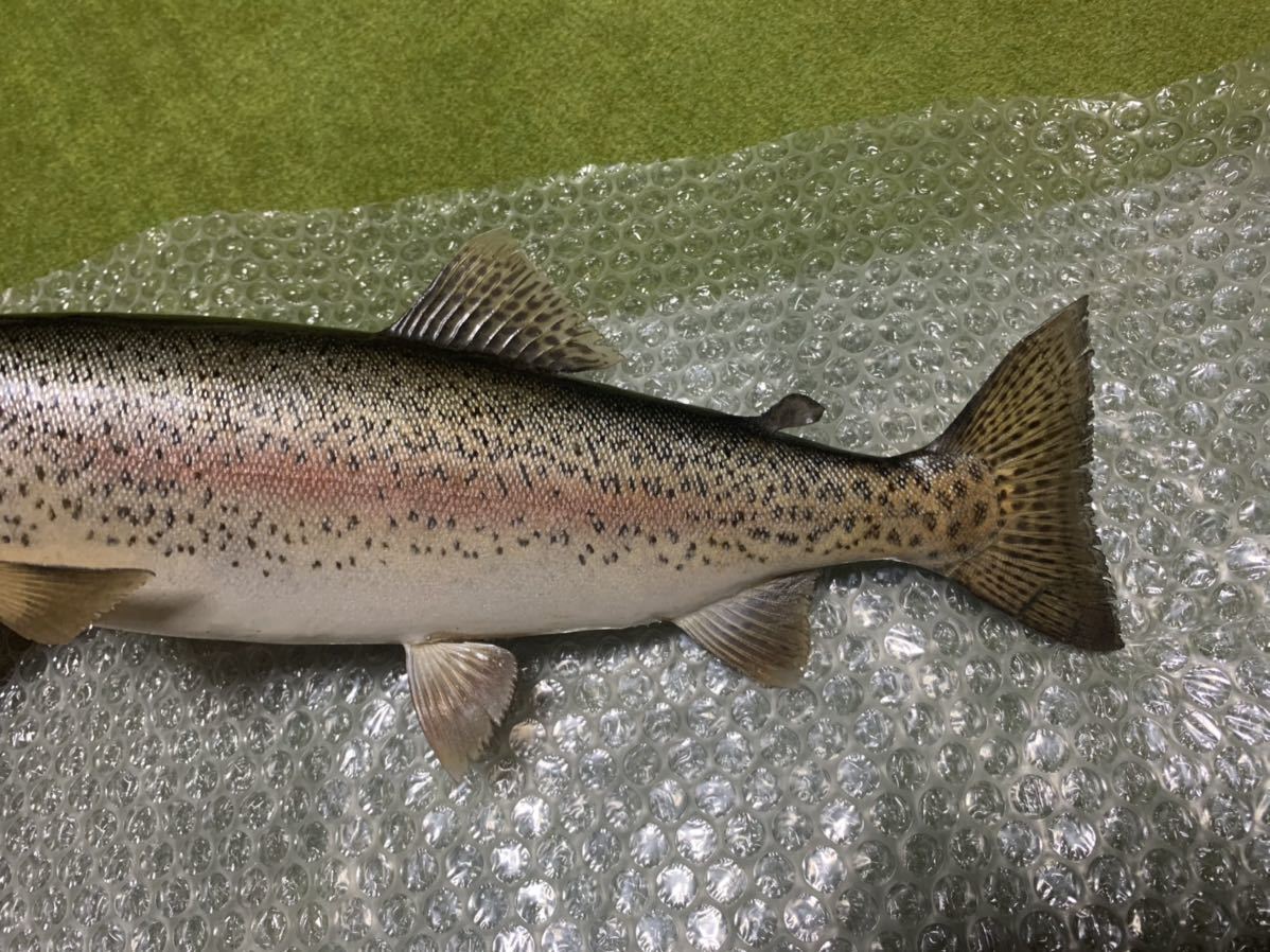 超リアル巨大ニジマス剥製アンティーク魚皮レインボートラウト 剥製 - | 大型サクラマスエキスパート編 北海道ワイルドレインボー48センチ 魚類剥製 メルカリ レインボートラウト剥製｜Yahoo!フリマ（旧PayPayフリマ） TROUT 魚類剥製エフクラフト -剥製(フィッシング)の中古品・新品 2026年最新Yahoo 虹鱒剥製(^^) Hoozuki's 剥製用
