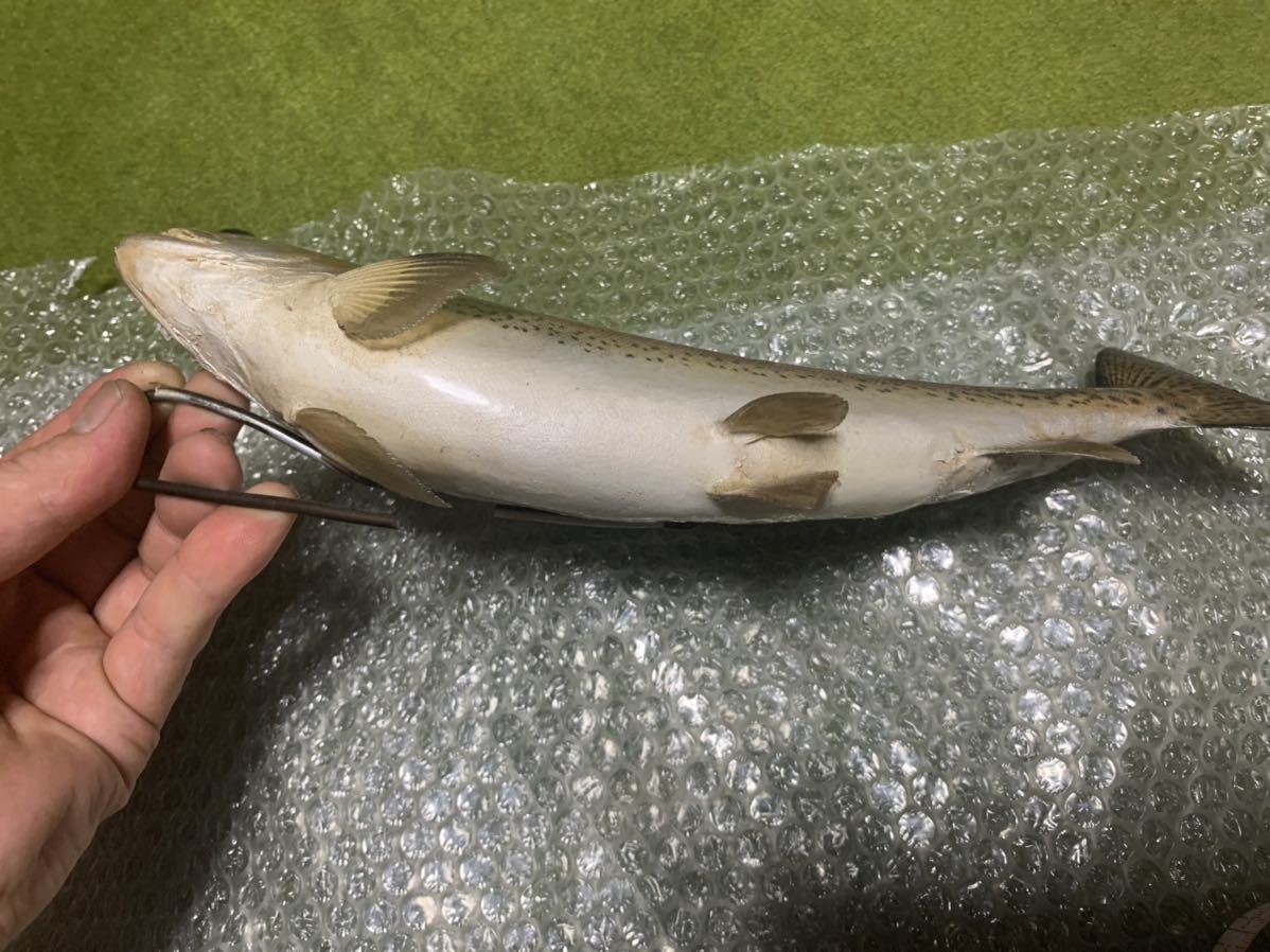 超リアル巨大ニジマス剥製アンティーク魚皮レインボートラウト 剥製 - | 大型サクラマスエキスパート編 北海道ワイルドレインボー48センチ 魚類剥製 メルカリ レインボートラウト剥製｜Yahoo!フリマ（旧PayPayフリマ） TROUT 魚類剥製エフクラフト -剥製(フィッシング)の中古品・新品 2026年最新Yahoo 虹鱒剥製(^^) Hoozuki's 剥製用