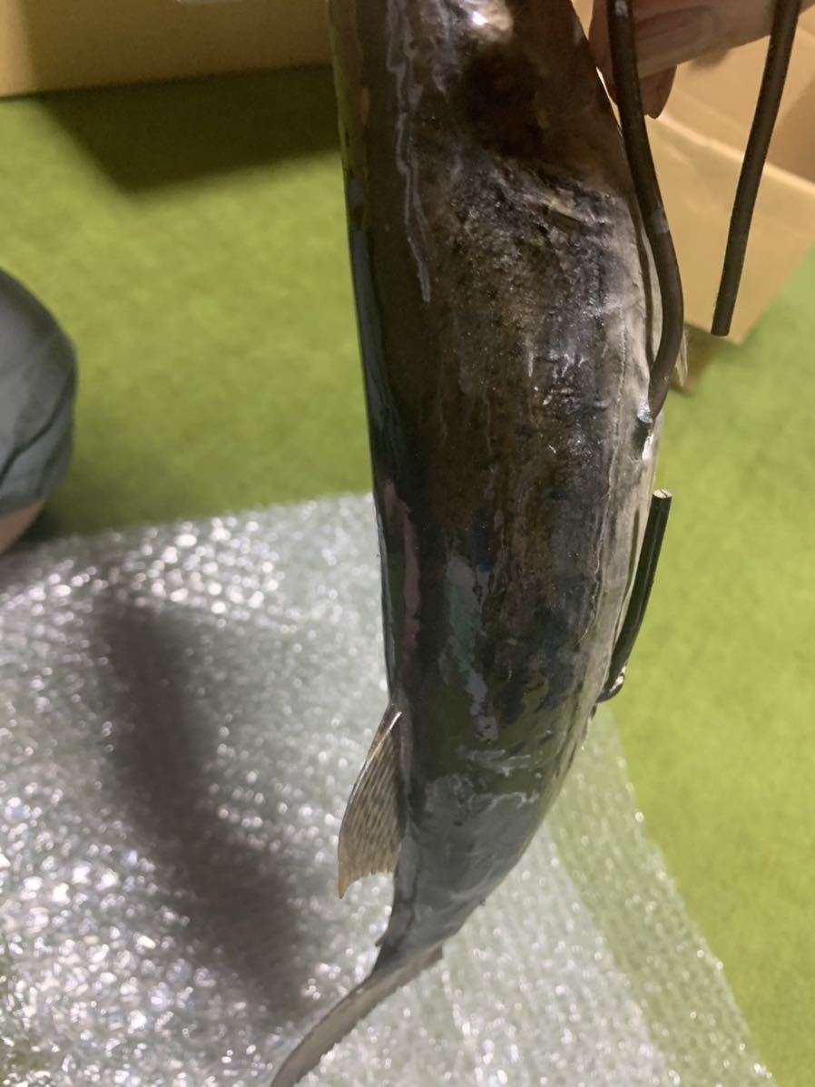 超リアル巨大ニジマス剥製アンティーク魚皮レインボートラウト 剥製 - | 大型サクラマスエキスパート編 北海道ワイルドレインボー48センチ 魚類剥製 メルカリ レインボートラウト剥製｜Yahoo!フリマ（旧PayPayフリマ） TROUT 魚類剥製エフクラフト -剥製(フィッシング)の中古品・新品 2026年最新Yahoo 虹鱒剥製(^^) Hoozuki's 剥製用