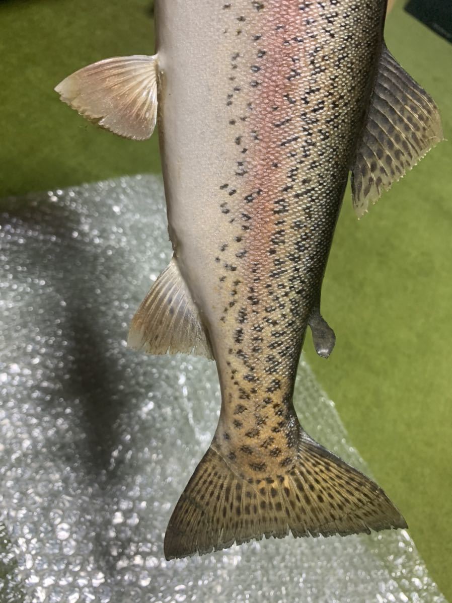 超リアル巨大ニジマス剥製アンティーク魚皮レインボートラウト 剥製 - | 大型サクラマスエキスパート編 北海道ワイルドレインボー48センチ 魚類剥製 メルカリ レインボートラウト剥製｜Yahoo!フリマ（旧PayPayフリマ） TROUT 魚類剥製エフクラフト -剥製(フィッシング)の中古品・新品 2026年最新Yahoo 虹鱒剥製(^^) Hoozuki's 剥製用