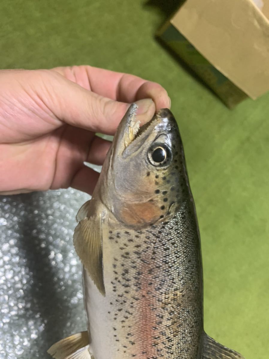 超リアル巨大ニジマス剥製アンティーク魚皮レインボートラウト 剥製 - | 大型サクラマスエキスパート編 北海道ワイルドレインボー48センチ 魚類剥製 メルカリ レインボートラウト剥製｜Yahoo!フリマ（旧PayPayフリマ） TROUT 魚類剥製エフクラフト -剥製(フィッシング)の中古品・新品 2026年最新Yahoo 虹鱒剥製(^^) Hoozuki's 剥製用