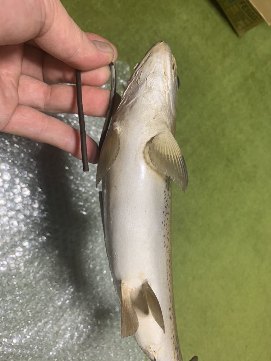 超リアル巨大ニジマス剥製アンティーク魚皮レインボートラウト 剥製 - | 大型サクラマスエキスパート編 北海道ワイルドレインボー48センチ 魚類剥製 メルカリ レインボートラウト剥製｜Yahoo!フリマ（旧PayPayフリマ） TROUT 魚類剥製エフクラフト -剥製(フィッシング)の中古品・新品 2026年最新Yahoo 虹鱒剥製(^^) Hoozuki's 剥製用