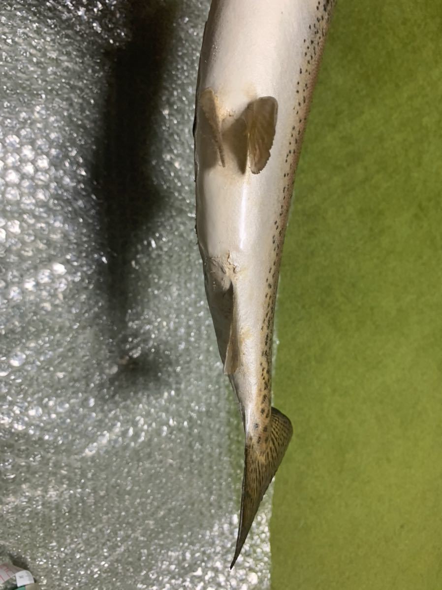 超リアル巨大ニジマス剥製アンティーク魚皮レインボートラウト 剥製 - | 大型サクラマスエキスパート編 北海道ワイルドレインボー48センチ 魚類剥製 メルカリ レインボートラウト剥製｜Yahoo!フリマ（旧PayPayフリマ） TROUT 魚類剥製エフクラフト -剥製(フィッシング)の中古品・新品 2026年最新Yahoo 虹鱒剥製(^^) Hoozuki's 剥製用