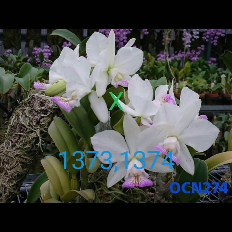 ま*ぎ様 洋蘭原種　カトレア　ノビリオール 洋蘭原種，C.nobilior x sib(TW1373.1374 x OCN274)，カトレア