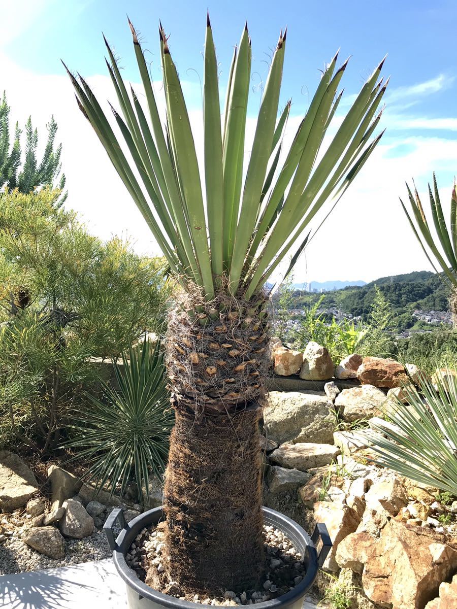 カルネロサーナ　曲がり極太大株　ファクソニアーナ好きな方 ユッカ ファクソニアーナ yucca faxoniana① 極太良型株 カルネロサーナ