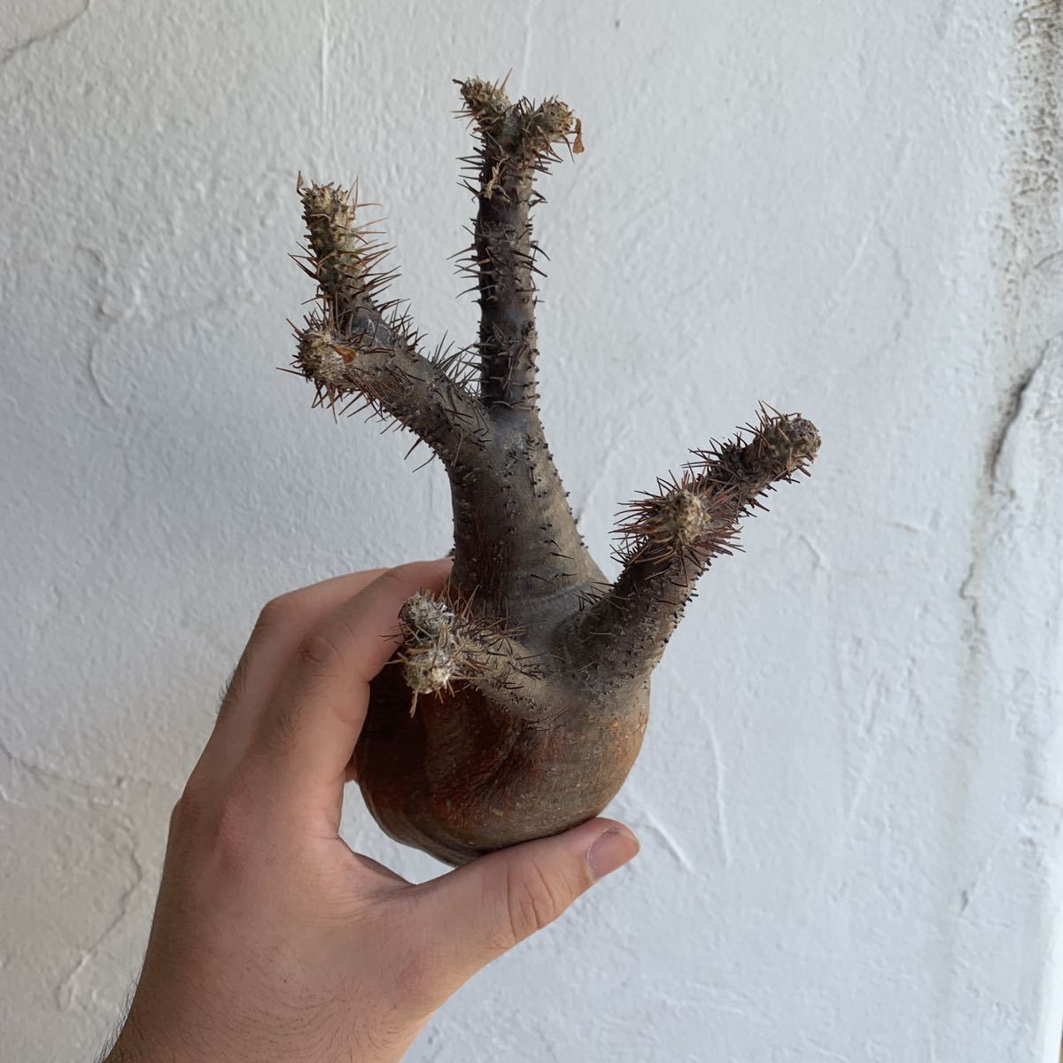 Pachypodium パキポディウム gracilius Gracilius Gracilius 