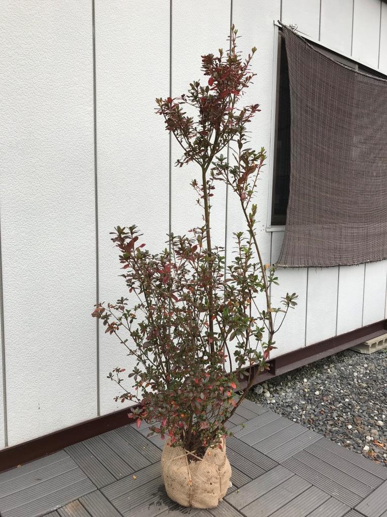 【得価，低価】 本霧島ツツジ ホンキリシマ 樹高1.3ｍ(植木、庭木)｜売買されたオークション情報、yahooの商品情報をアーカイブ公開 - オークファン 植木、庭木