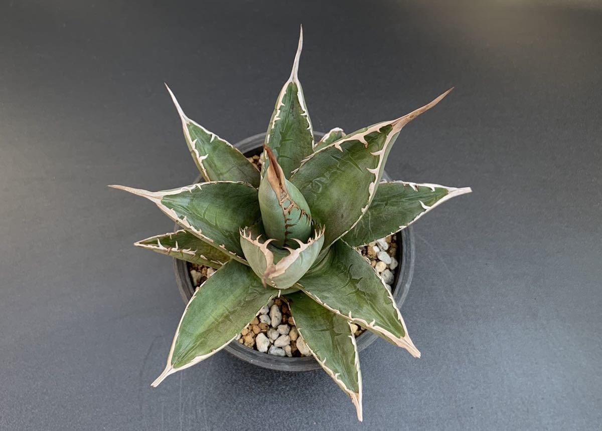 パープソラム アガベ Agave purpusorum 観葉植物 Lj_plantsZ819 agave 