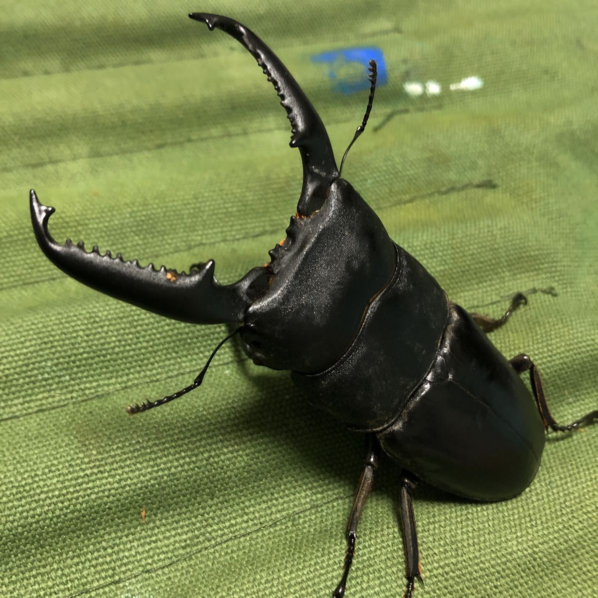 ロドリゲスカブトハナムグリ WDロドリゲスカブトハナムグリ ♂単品