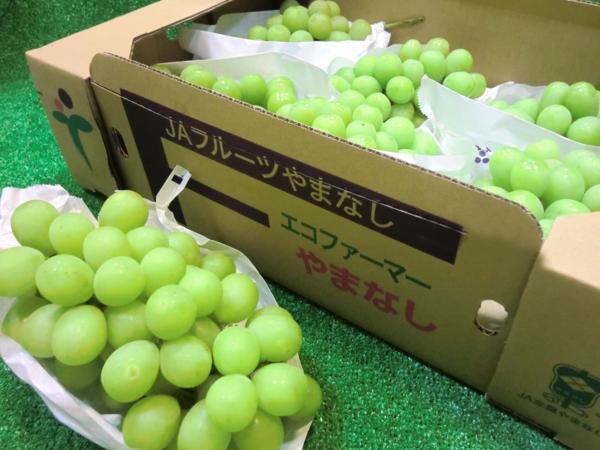 シャインマスカット | 約2kg 親バカトマト ぶどう 3～5房 (3〜5房入り) 訳あり 山形県産 3～5房入り 税込4250円 マスカット 約2kg（3～5房） ｜ 3〜5房(2kg程度) 果物&frasl;ぶどう