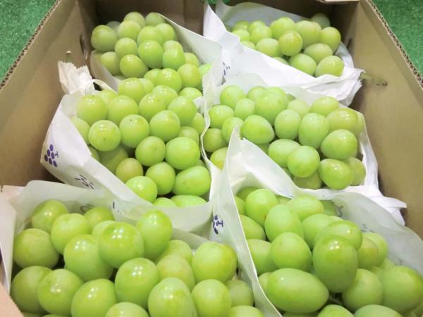 シャインマスカット | 約2kg 親バカトマト ぶどう 3～5房 (3〜5房入り) 訳あり 山形県産 3～5房入り 税込4250円 マスカット 約2kg（3～5房） ｜ 3〜5房(2kg程度) 果物&frasl;ぶどう