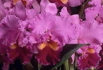 【数量限定，定番】 洋蘭 Lawliocattleya Drumbeat &lsquo;Heritage&rsquo; 往年の銘花 ビンテージビート(ラン)｜売買されたオークション情報、yahooの商品情報をアーカイブ公開 - オークファン ラン