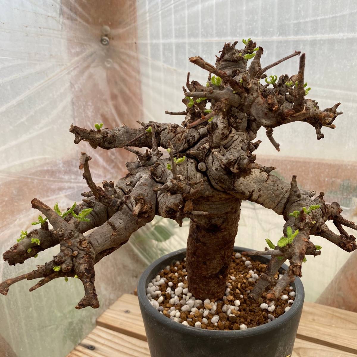 ボスウェリア ネグレクタ 17 Boswellia neglecta 発根管理中 灌木 盆栽 