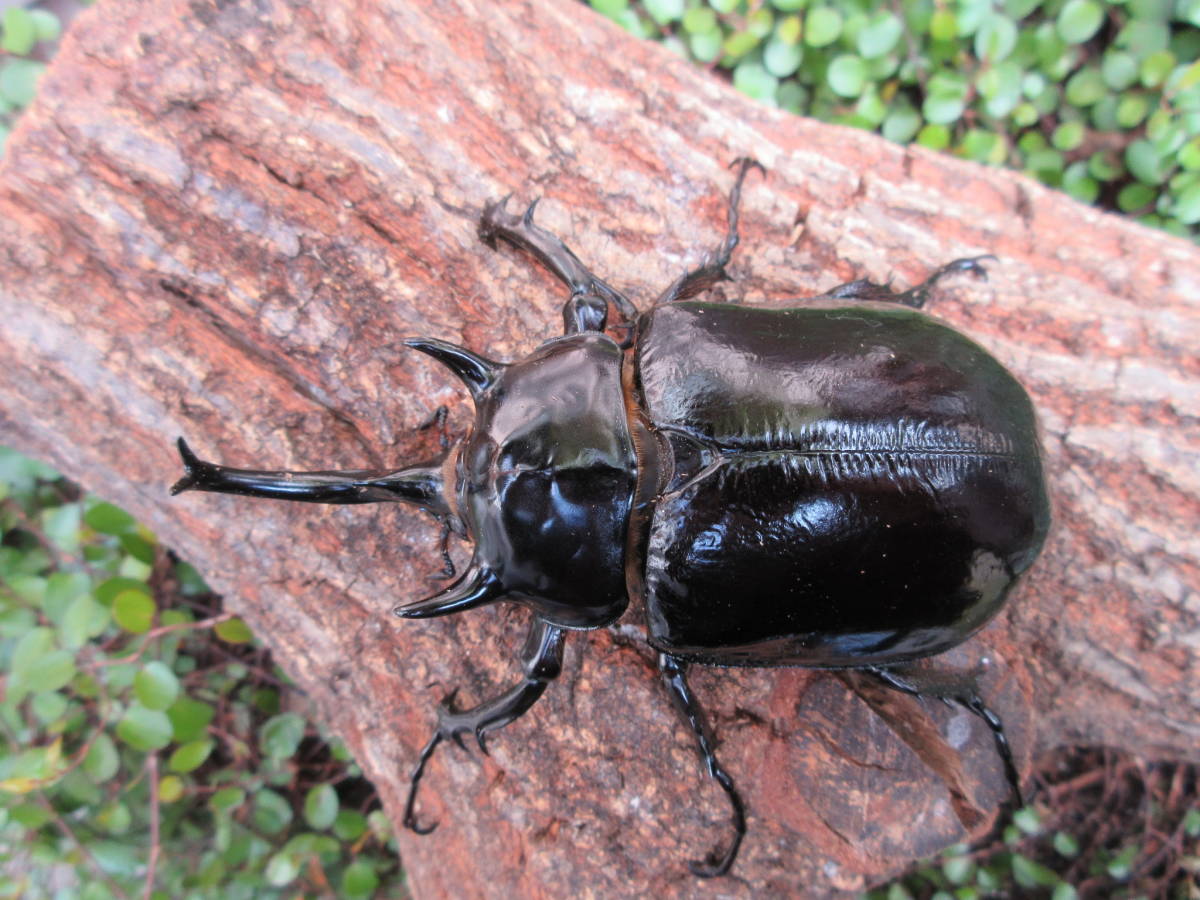希少 コロンビア産 マルスゾウカブト 大型サイズ 昆虫 標本 カブトムシ