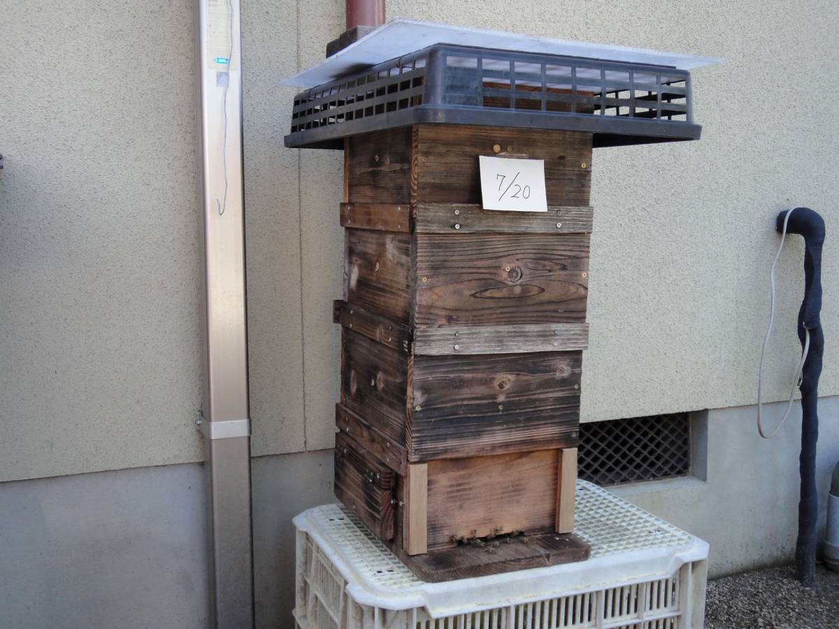日本蜜蜂 2025年春の分蜂群⑤ 重箱式巣箱2段 一群 ニホンミツバチ 