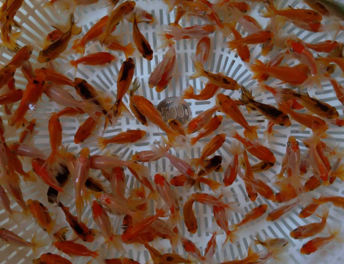 金魚 年産 琉金 黒出目金 組合せ自由 匹数 合計50匹 金魚すくい 金魚 売買されたオークション情報 Yahooの商品情報をアーカイブ公開 オークファン Aucfan Com 金魚 年産 琉金 黒出目金 組合せ自由 匹数 合計50匹 金魚すくい 金魚 売買されたオークション情報 Yahooの商品情報をアーカイブ公開 オークファン Aucfan Com