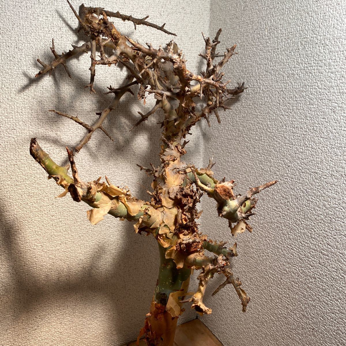 コミフォラ ホルトジアナ / Commiphora holtziana【灌木 塊根