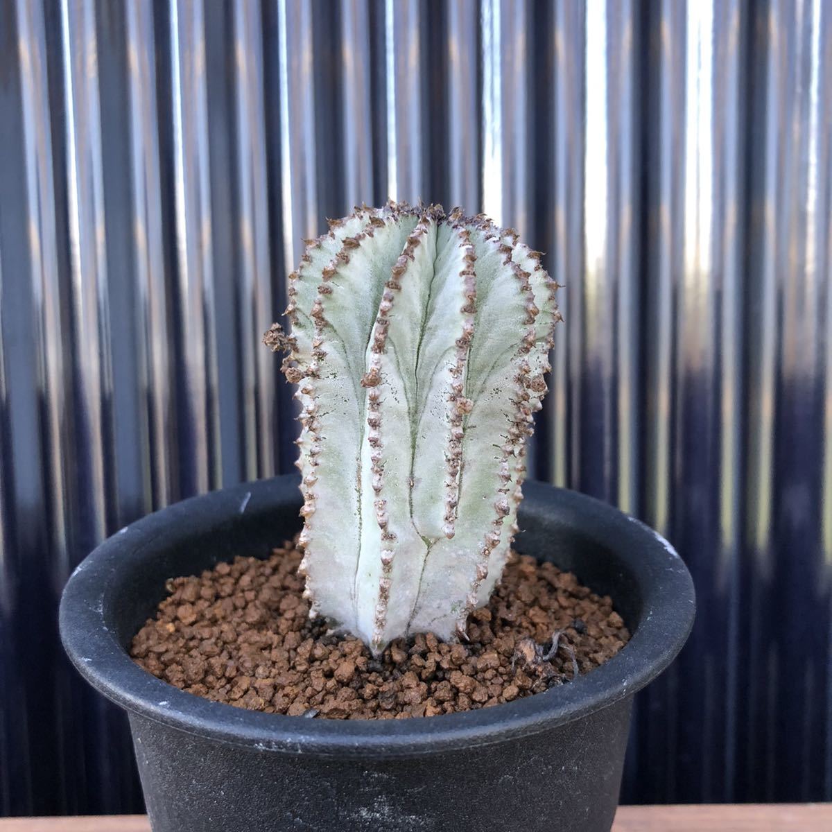 多肉 Euphorbia polygona 'Snow Flake' ユーフォルビア スノーフレーク /多肉植物 塊根植物 アガベ サボテン パキポディウム コーデックス_1
