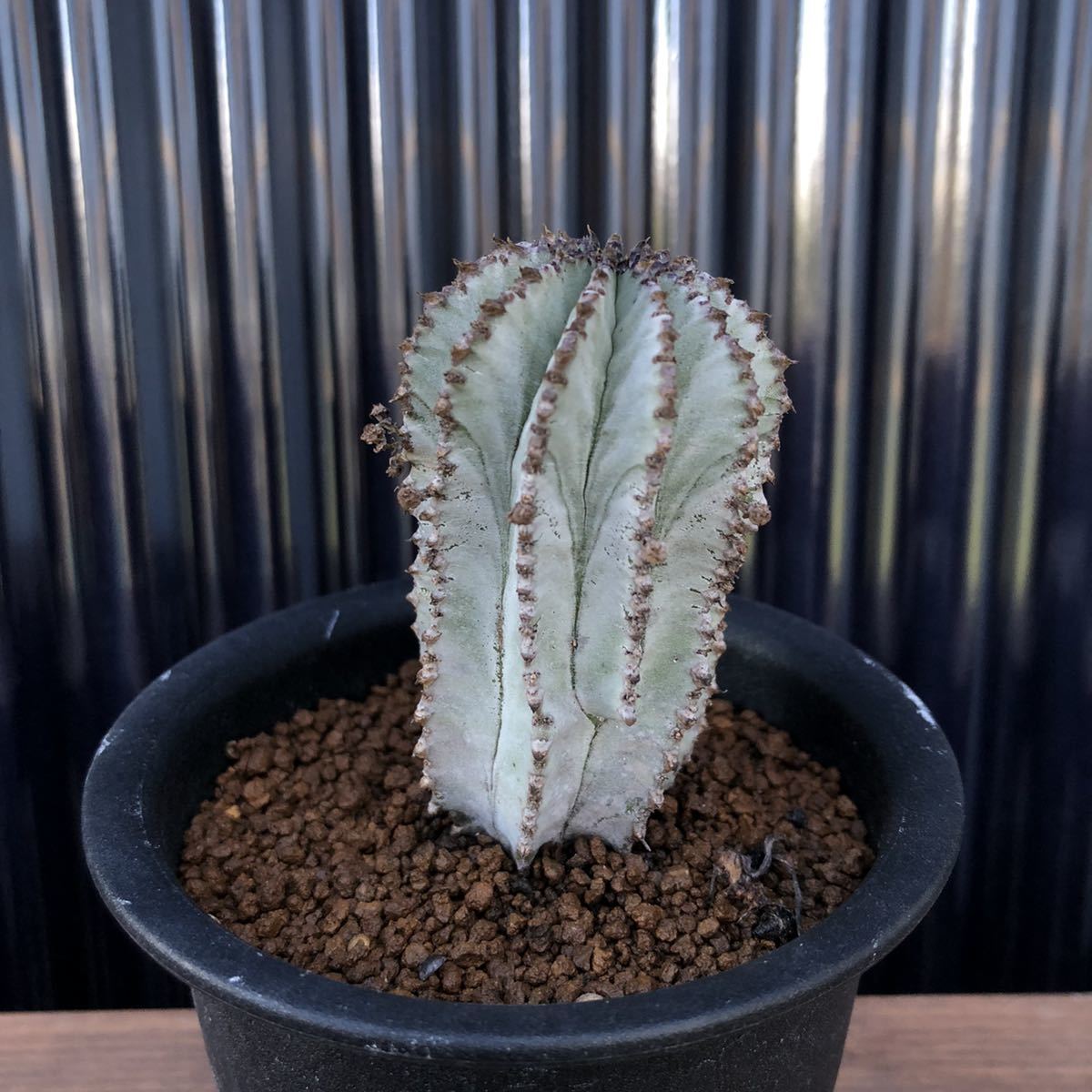 多肉 Euphorbia polygona 'Snow Flake' ユーフォルビア スノーフレーク /多肉植物 塊根植物 アガベ サボテン パキポディウム コーデックス_2