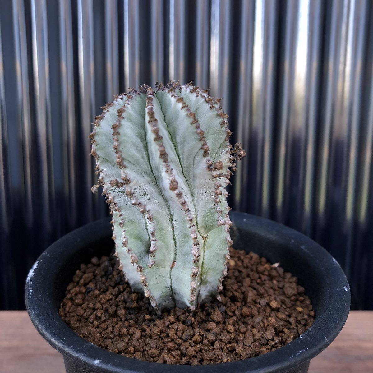 多肉 Euphorbia polygona 'Snow Flake' ユーフォルビア スノーフレーク /多肉植物 塊根植物 アガベ サボテン パキポディウム コーデックス_3