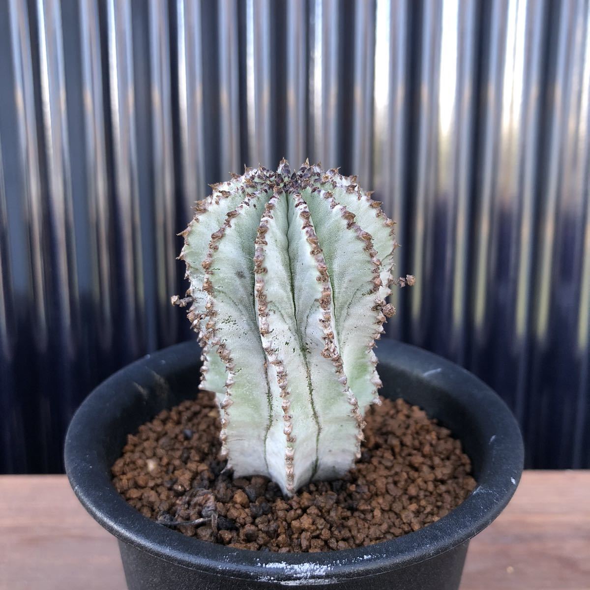多肉 Euphorbia polygona 'Snow Flake' ユーフォルビア スノーフレーク /多肉植物 塊根植物 アガベ サボテン パキポディウム コーデックス_4