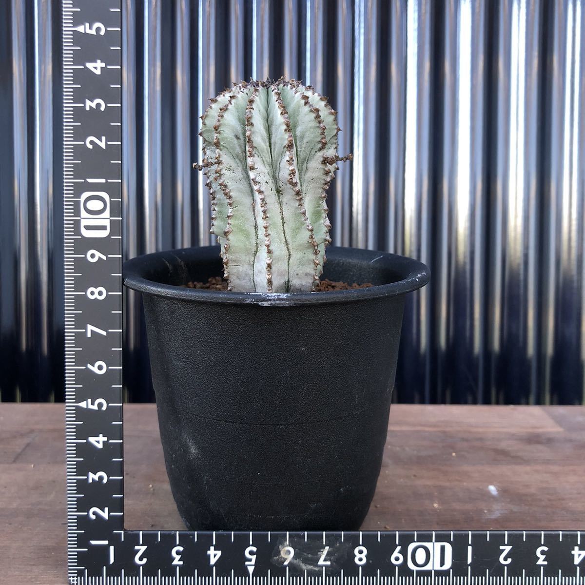 多肉 Euphorbia polygona 'Snow Flake' ユーフォルビア スノーフレーク /多肉植物 塊根植物 アガベ サボテン パキポディウム コーデックス_5