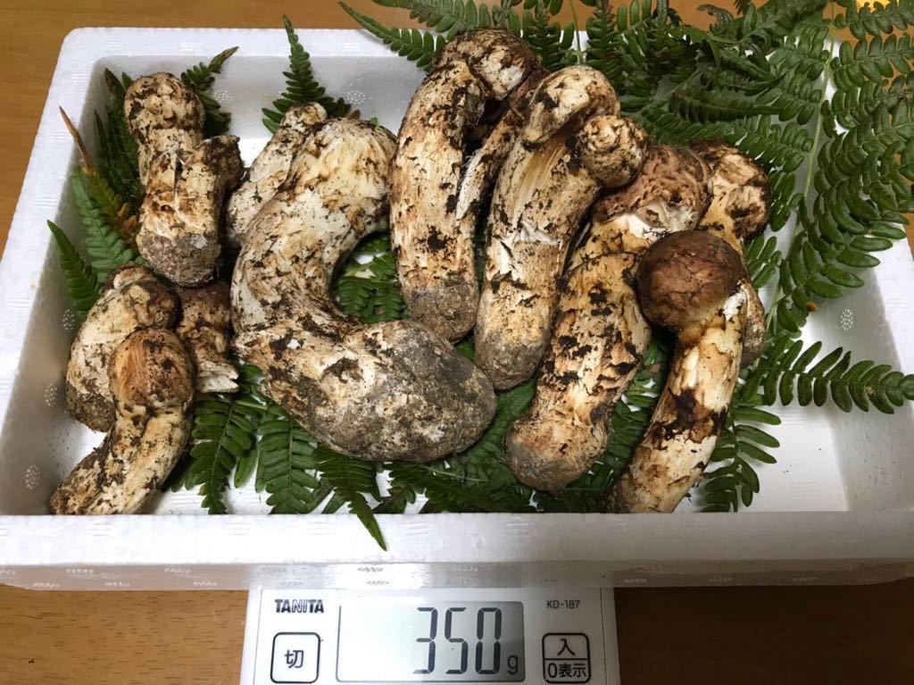 松茸　北海道　500g 訳あり　①　国産 岩手県産 350g 訳あり 天然松茸 新鮮とれたて クール便 送料無料