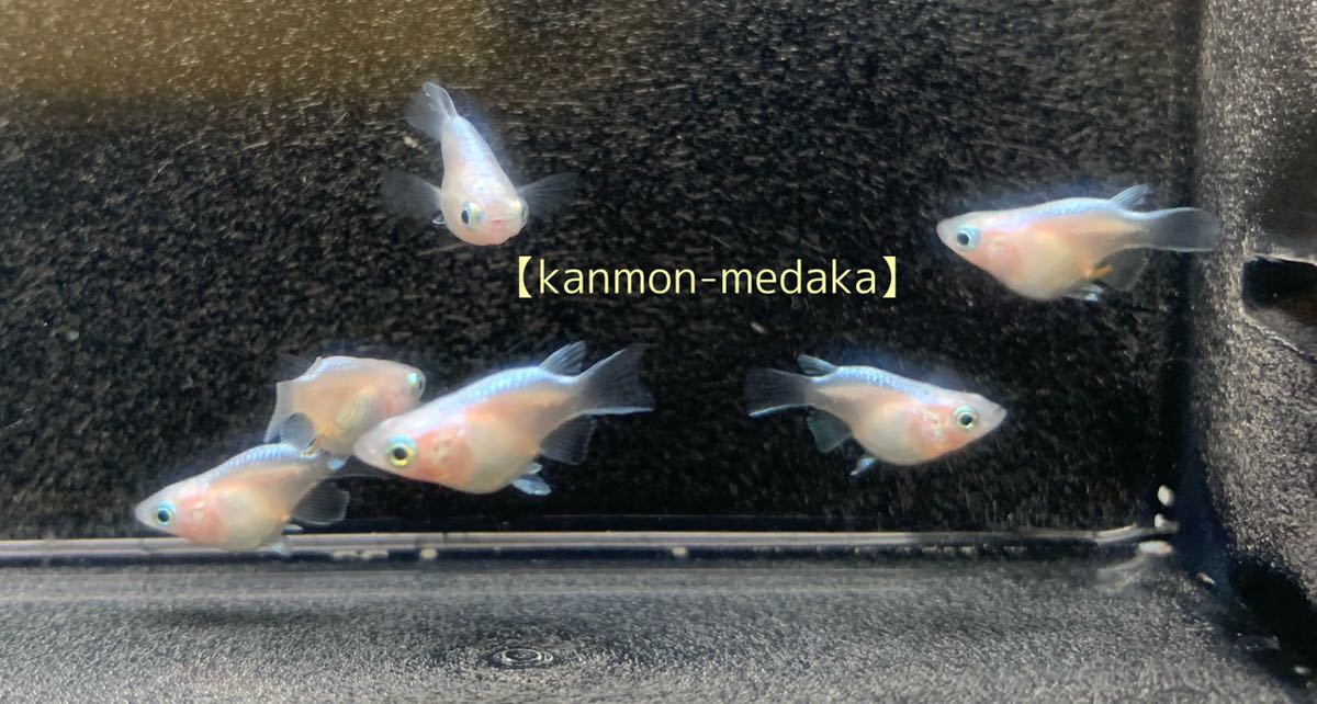 極龍だるまメダカ ダルマめだか 若魚 幹之メダカ ダルマ 半ダルマ3ペア 現物出品 めだか 売買されたオークション情報 Yahooの商品情報をアーカイブ公開 オークファン Aucfan Com