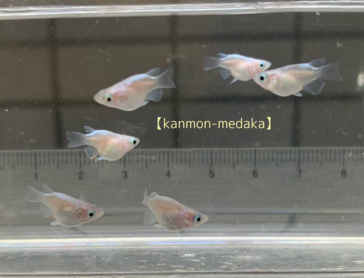 極龍だるまメダカ ダルマめだか 若魚 幹之メダカ ダルマ 半ダルマ3ペア 現物出品 めだか 売買されたオークション情報 Yahooの商品情報をアーカイブ公開 オークファン Aucfan Com