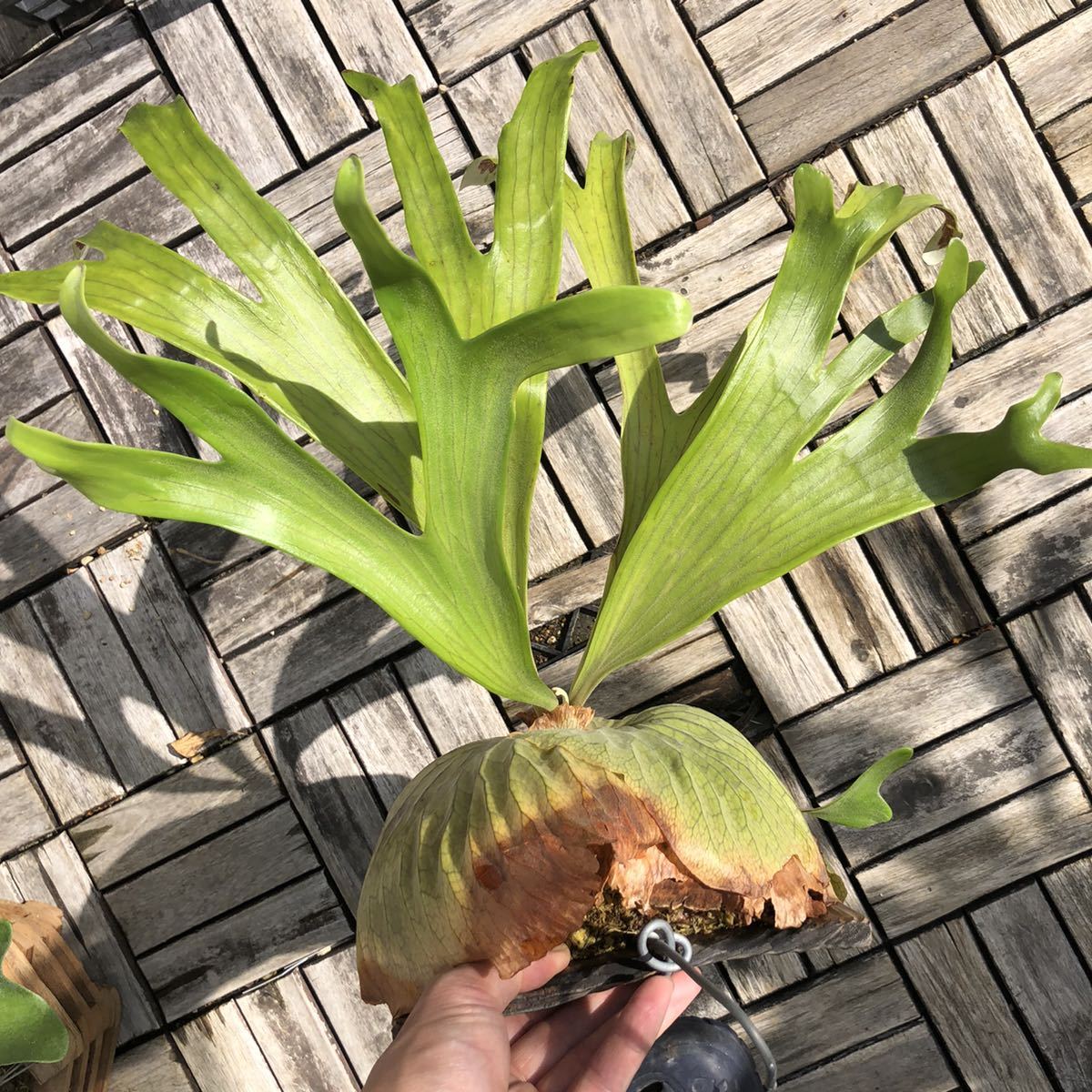 ▲ P.Dawboy 大株▲ Platycerium ビカクシダ　コウモリラン　choco_bat