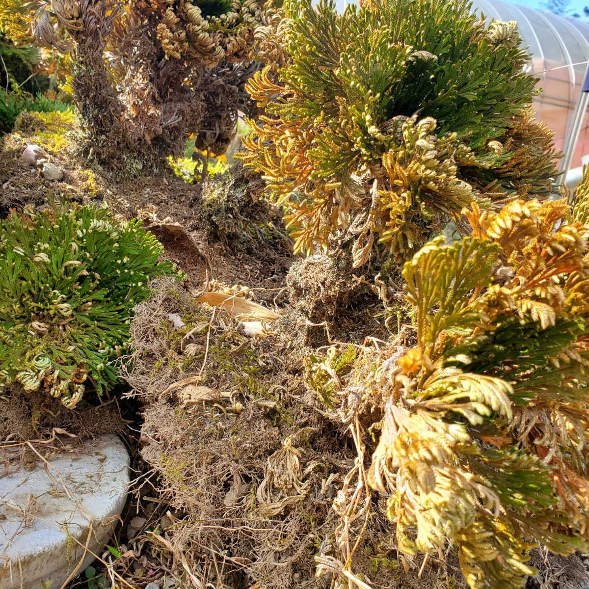 イワヒバ(岩松)の育て方と増やし方花言葉や種類は？ HORTI by : | 岩松 