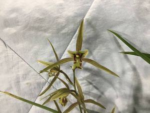 日向寒蘭のYahoo!オークション(旧ヤフオク!)の相場・価格を見る｜Yahoo