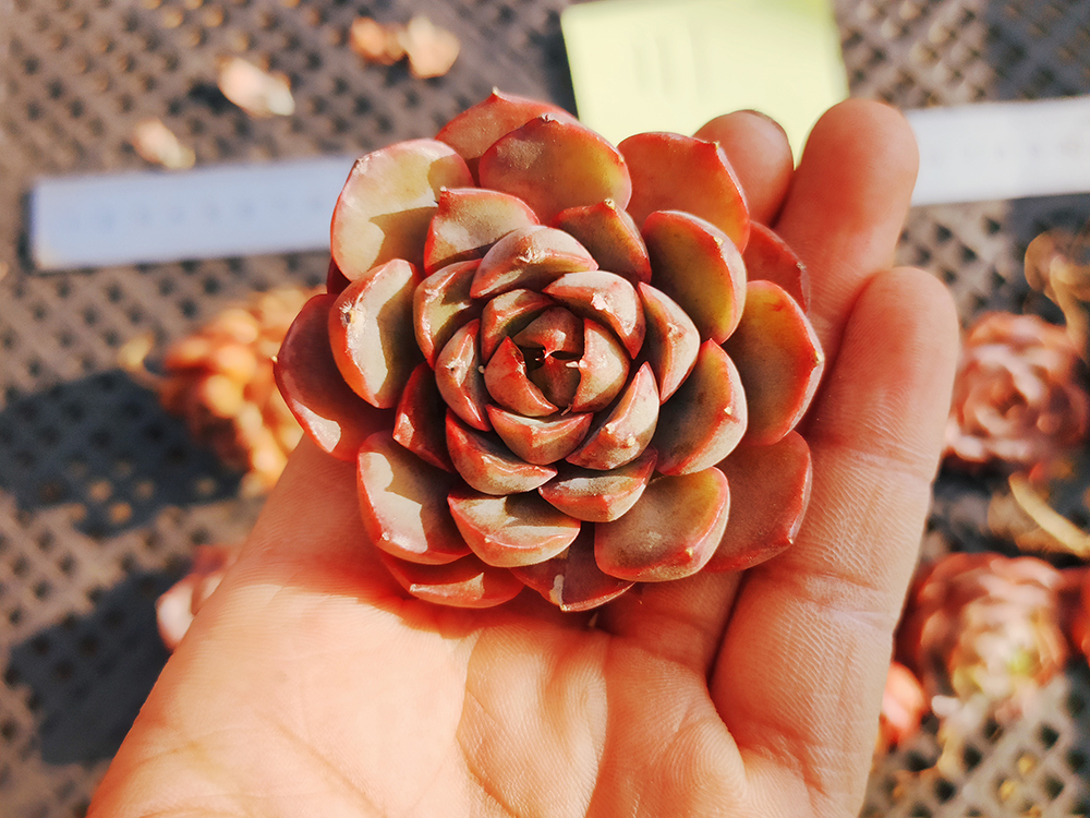 【限定SALE，大得価】 韓国多肉植物 韓国苗 エケベリア Echeveria 111 Rose Woman 12個 韓国発送(サボテン)｜売買されたオークション情報、yahooの商品情報をアーカイブ公開 - オークファン サボテン