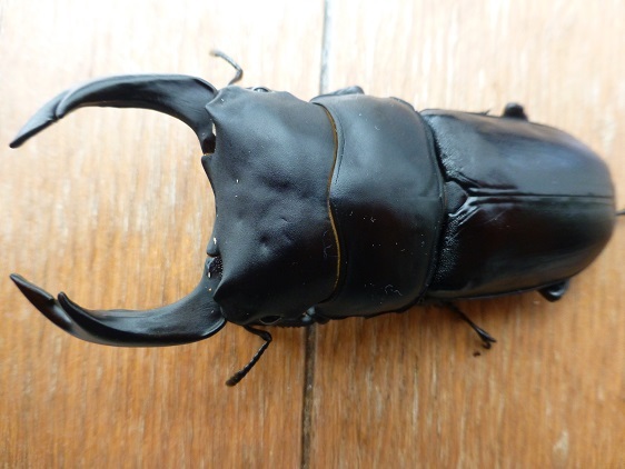 能勢YG血統 ♂33g♀16ｇ 3令幼虫ペア