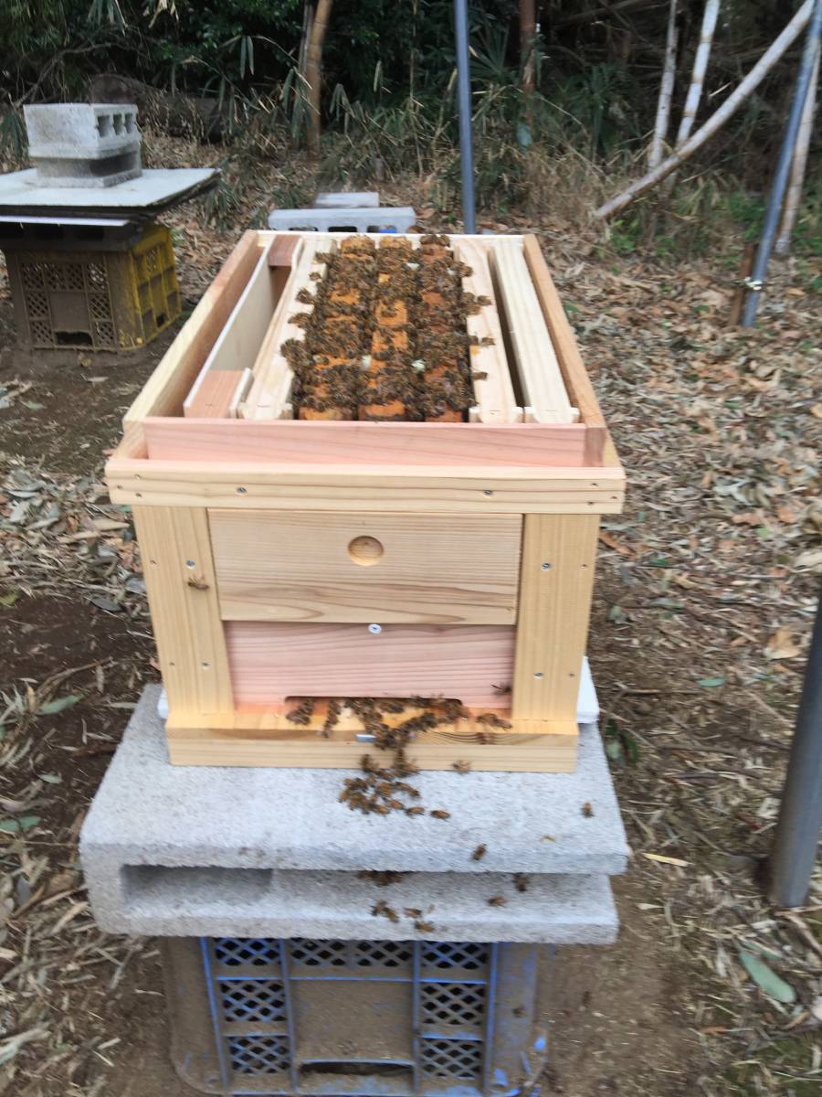 ◎◇★西洋蜜蜂ミツバチ３枚群予約　4 約6000匹 西洋ミツバチや交尾済み女王蜂を販売しています。 交配用みつばち 木箱入りミツバチ4枚群＋1（王入り）（約8000匹位）の通販 新女王４枚 日本みつばちと西洋ミツバチの違いを徹底解説！