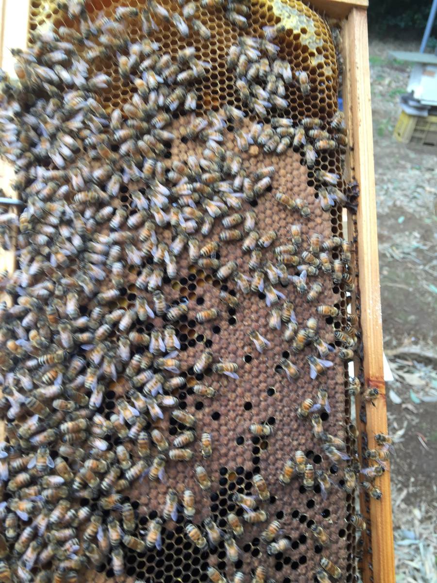◎◇★西洋蜜蜂ミツバチ３枚群予約　4 約6000匹 西洋ミツバチや交尾済み女王蜂を販売しています。 交配用みつばち 木箱入りミツバチ4枚群＋1（王入り）（約8000匹位）の通販 新女王４枚 日本みつばちと西洋ミツバチの違いを徹底解説！